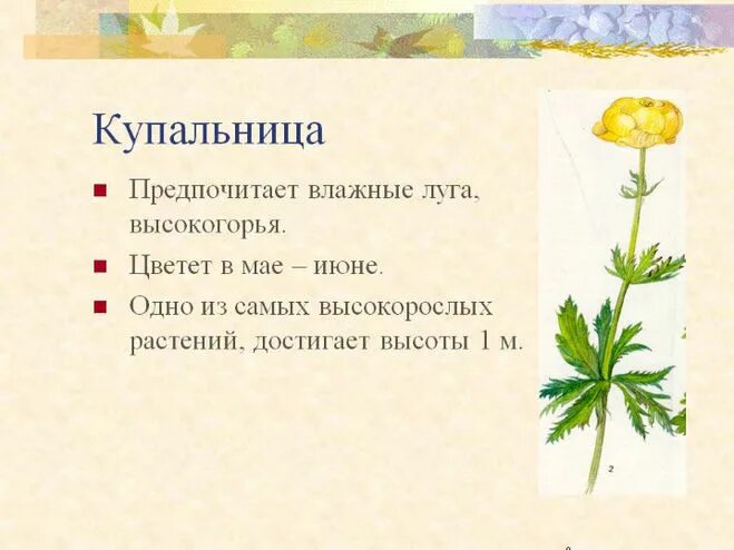 Растения внесенные в красную книгу алтайского края