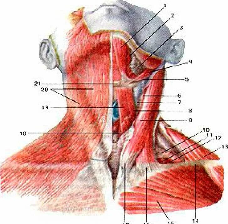 Шея снизу. Платизма мышца шеи анатомия. Мышцы шеи спереди анатомия. Анатомия шеи человека спереди. Атлас шеи анатомия.