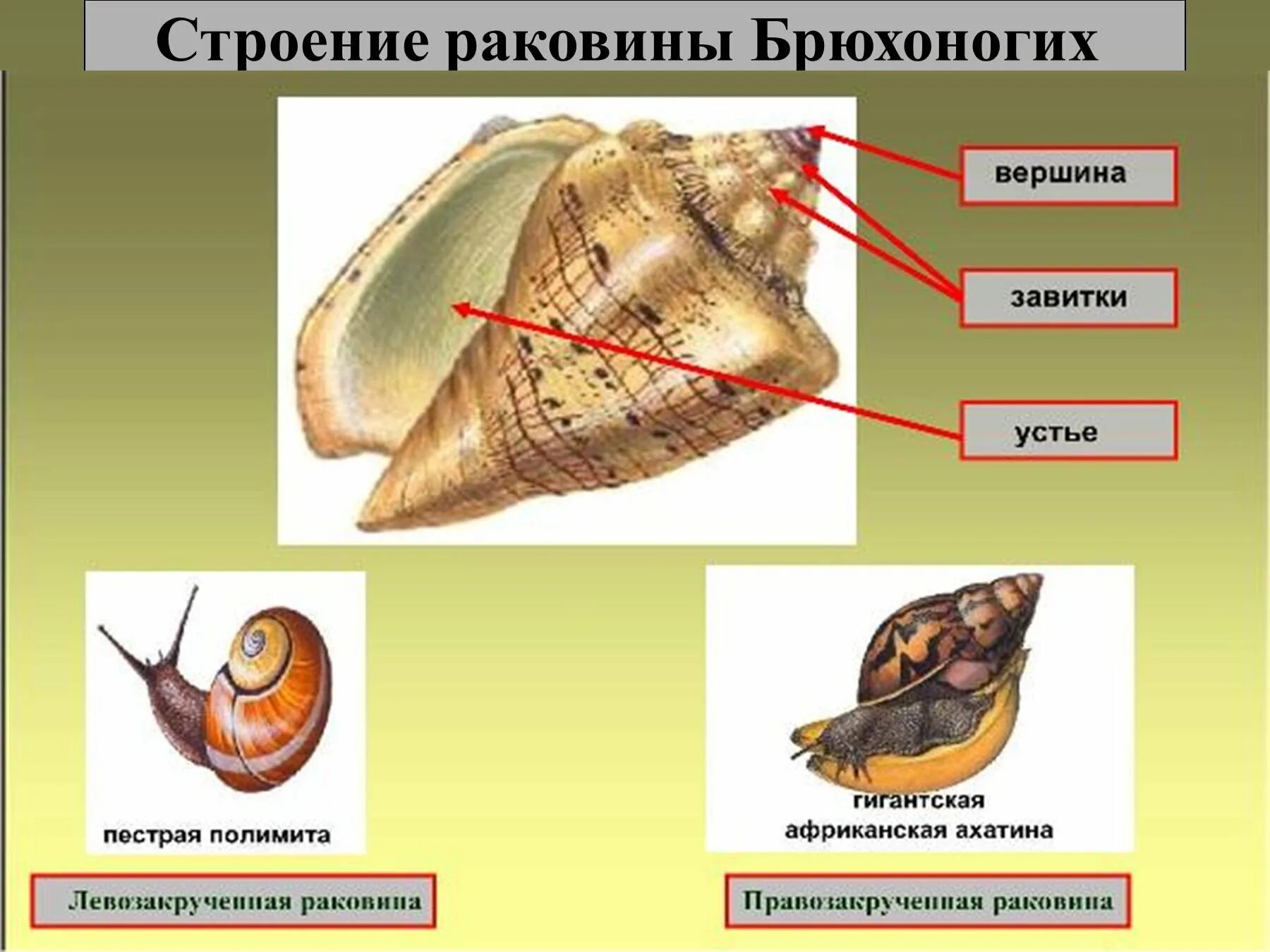 Строение раковины брюхоногих моллюсков биология 7 класс. Строение раковины класса брюхоногие моллюски. Раковина цельная из 2 створок брюхоногого моллюска. Строение раковины брюхоногих двустворчатых.