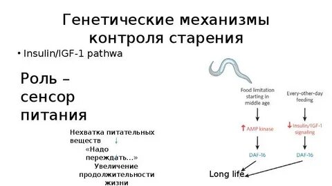 Генетический механизм