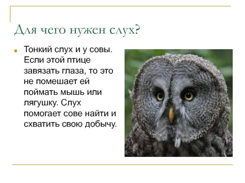 Что помогает сове найти пищу