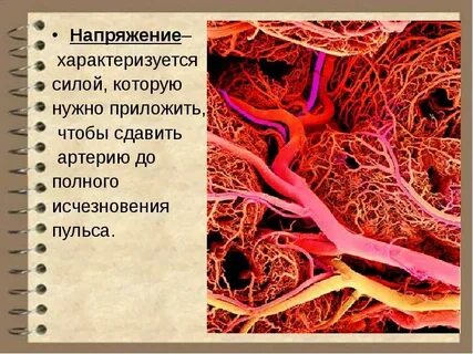 Физиология сердечно сосудистой