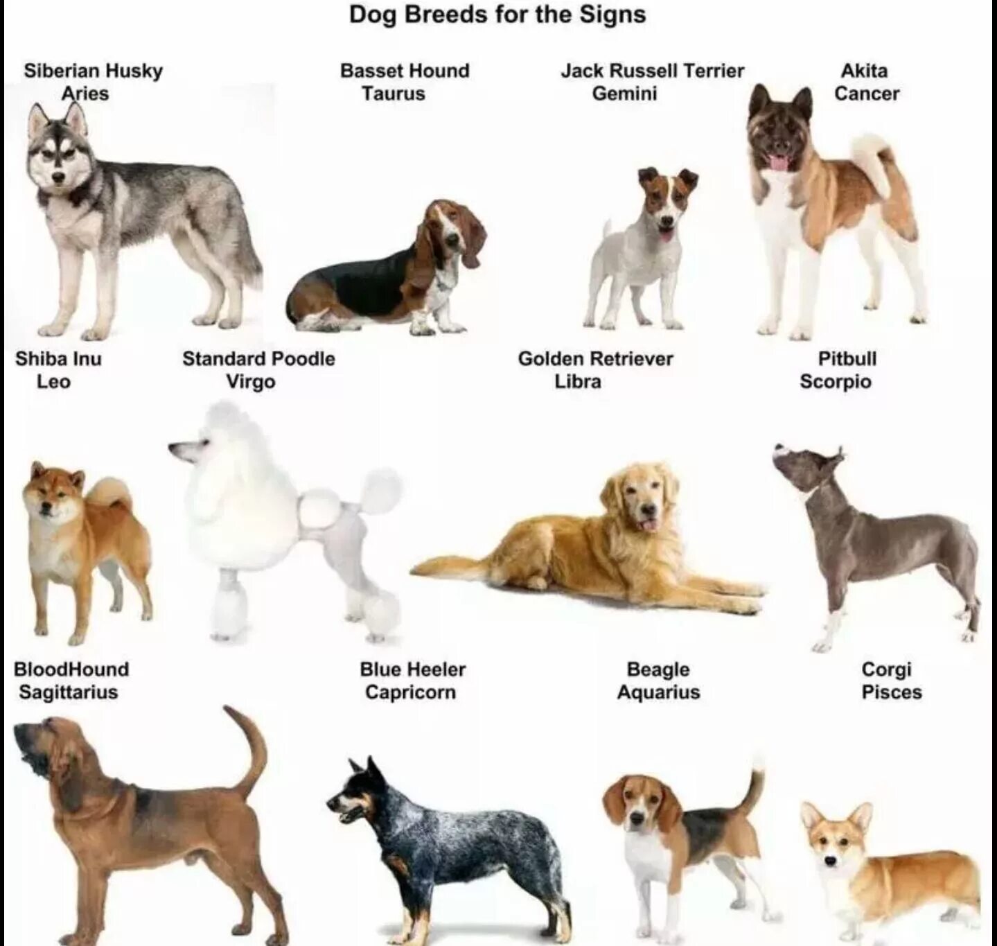 Порода собак по знаку зодиака. Собаки по знаку зодиака. Сораки по знаку зодиака. Щенки по знаку зодиака. Популярные породы собак.