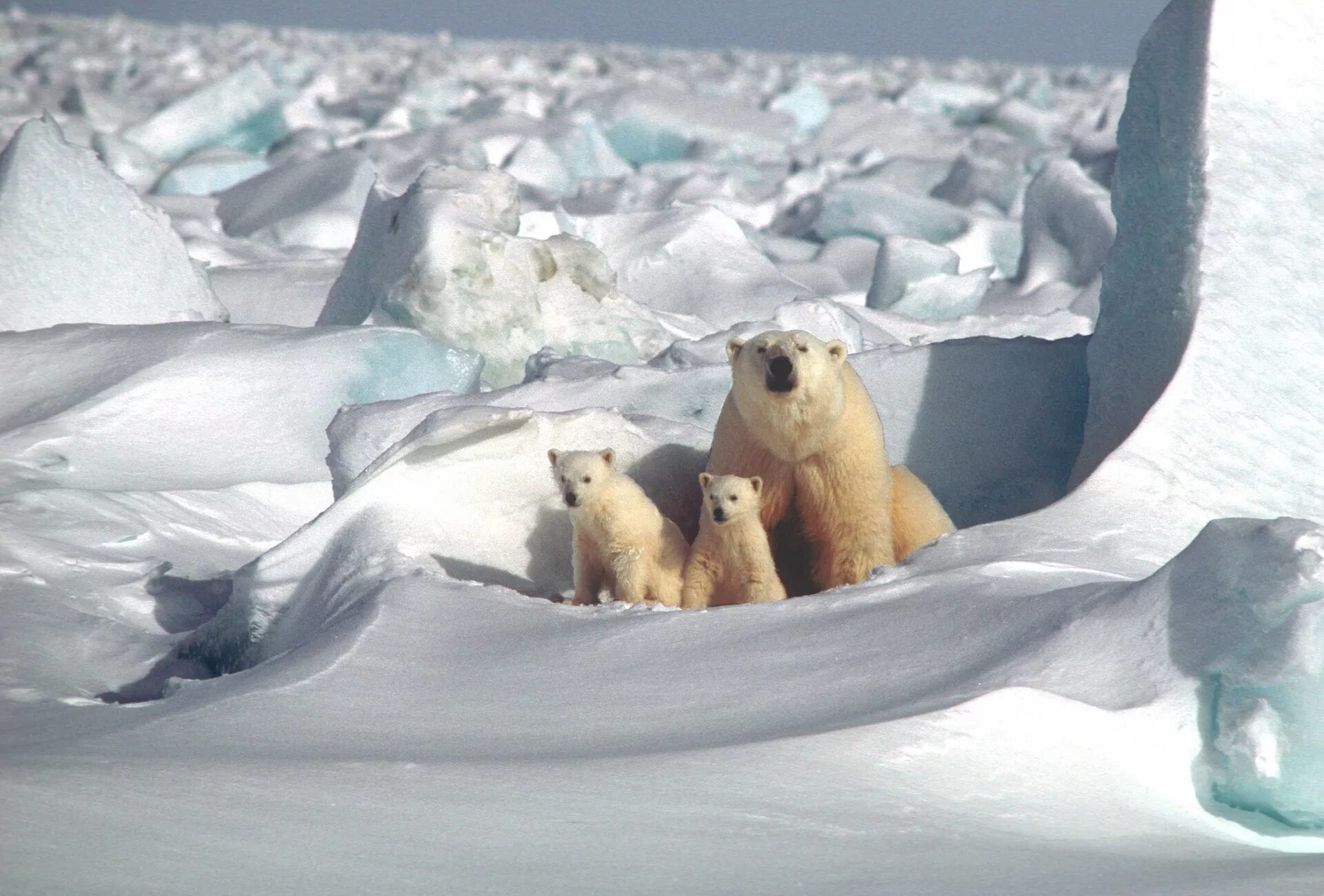 Ice animals. Северный Ледовитый океан белый медведь. Белые медведи в Арктике. Северный полюс Арктика. Северный Ледовитый океан полюс.