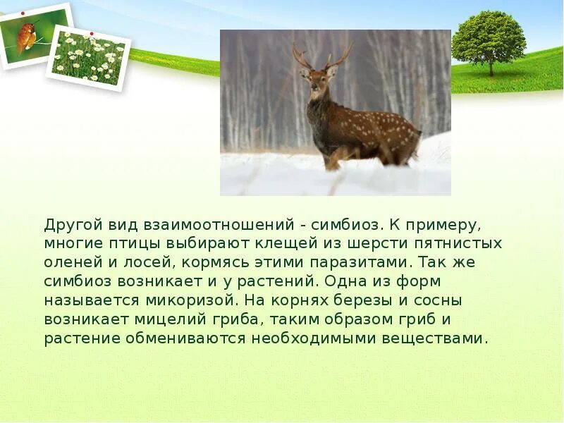Какие отношения складываются между оленем и медведем