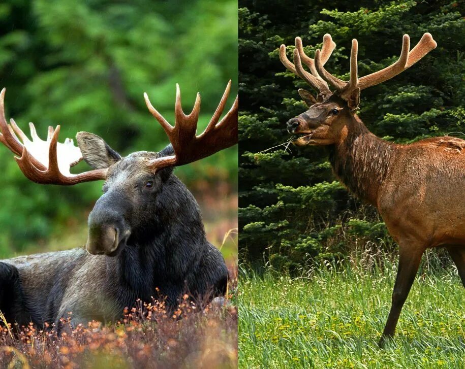 Олень и лось отличия фото. Elk vs moose. лось и олень. марал и лось. лось против оленя.