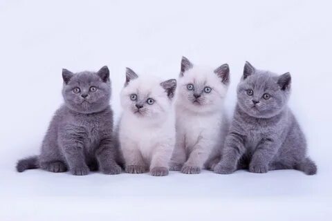Британские котята