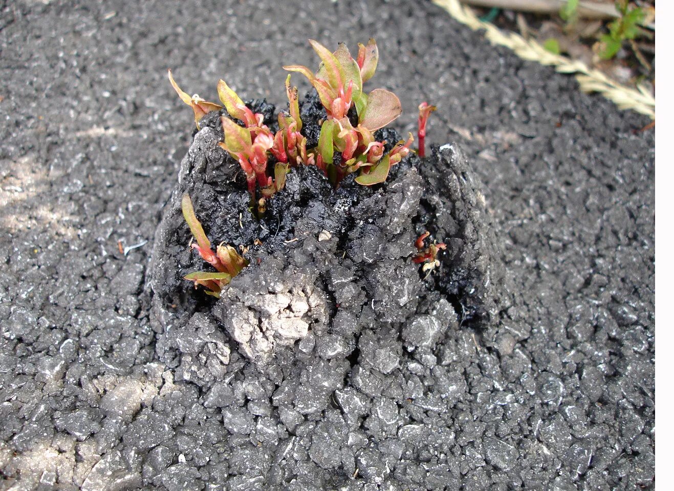 Japanese Knotweed растение. Рейнутрия японская. Рейнутрия ростки. Рейнутрия Сахалинская.