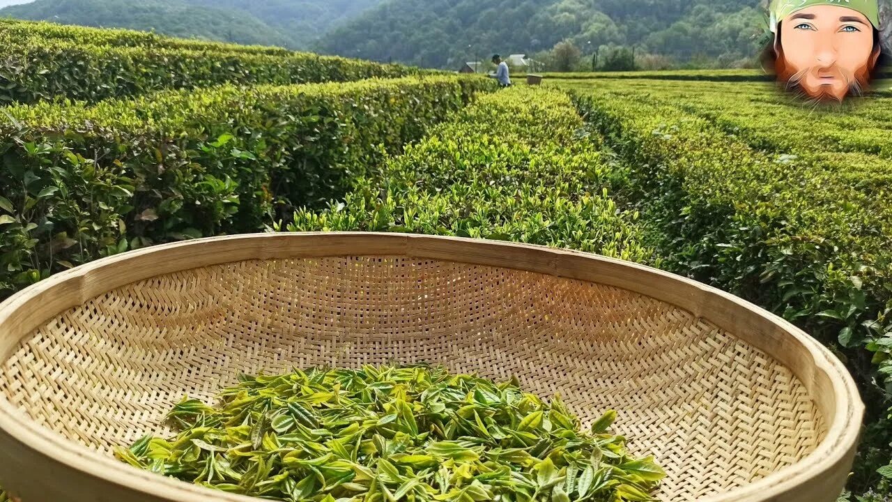 В россии растет чай. Мацеста чайные плантации экскурсия. Чайная плантация Кичмай.