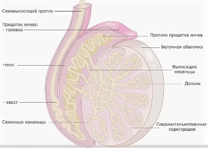 Пустые яйца у мужчин