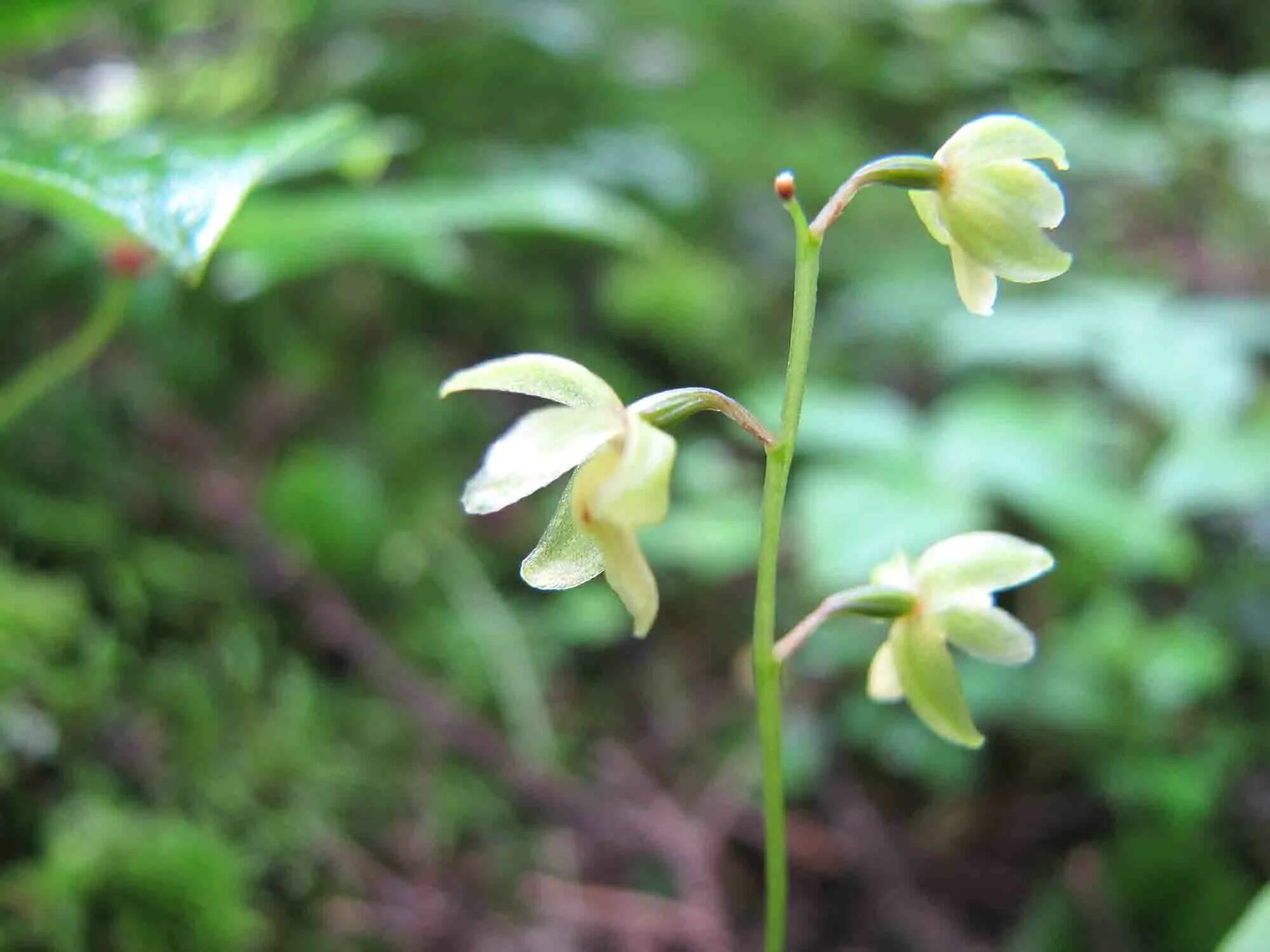 Седлоцвет Сахалинский. Ephippianthus sachalinensis. Мякотница однолистная. Редкое растение на Кунашире. 5 новых видов растений