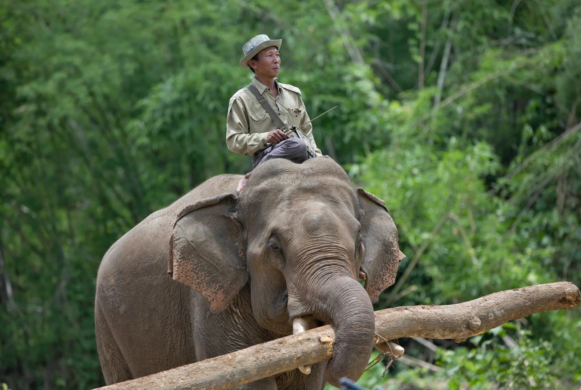 Working elephant. Слон несет бревна. Слоны помогают. Слон с грузом.