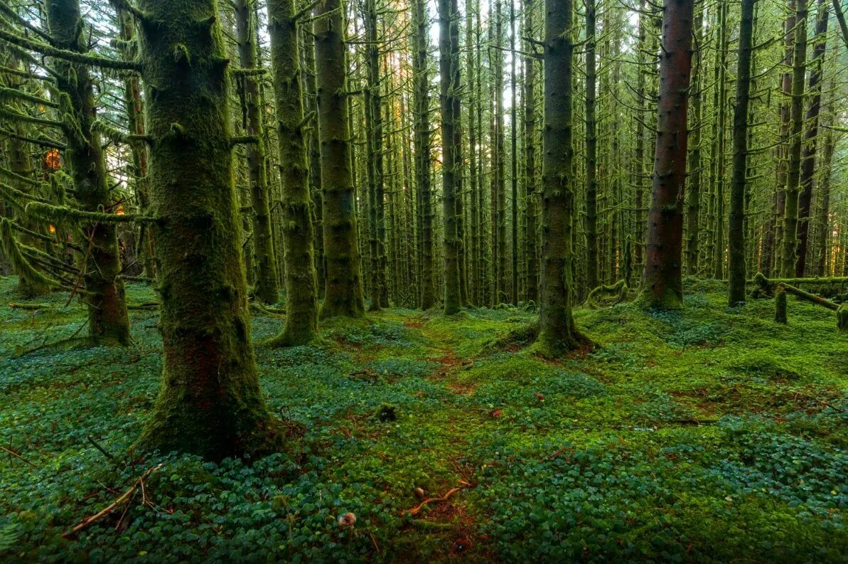 Английский лес джипег. Закат в лесу. Полянка с деревом. Волчий овраг амурской области ботанический сад. Поставь видео леса.
