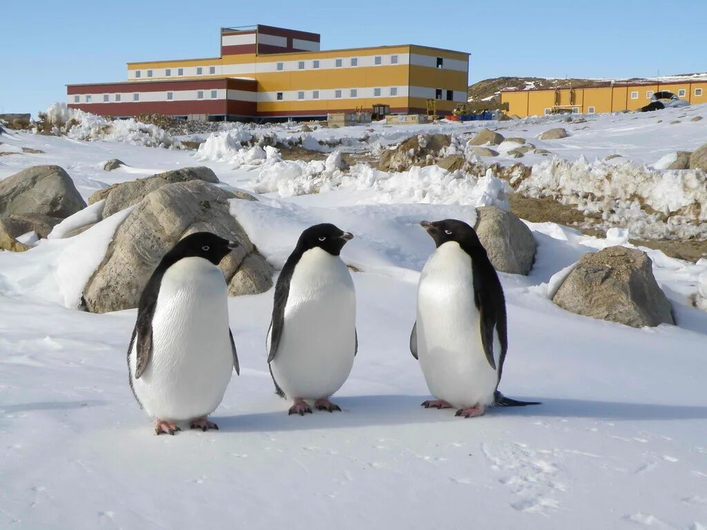 Пингвины живут на южном. Станция Прогресс в Антарктиде. Антарктическая станция Восток пингвины. Станция Мирный в Антарктиде. Пингвины в Антарктиде на карте.