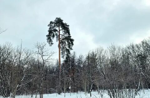 Глухарево