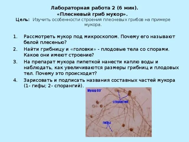 Уничтожение плесени: на стенах, в квартирах, потолке в Тольятти - Удаление плесе