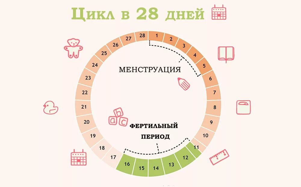 Сколько овуляций бывает. Цикл менструационного цикла. Цикл менструационного цикла и овуляция. 28 Дней менструационного цикла когда овуляция. Цикл месячных 28 дней.