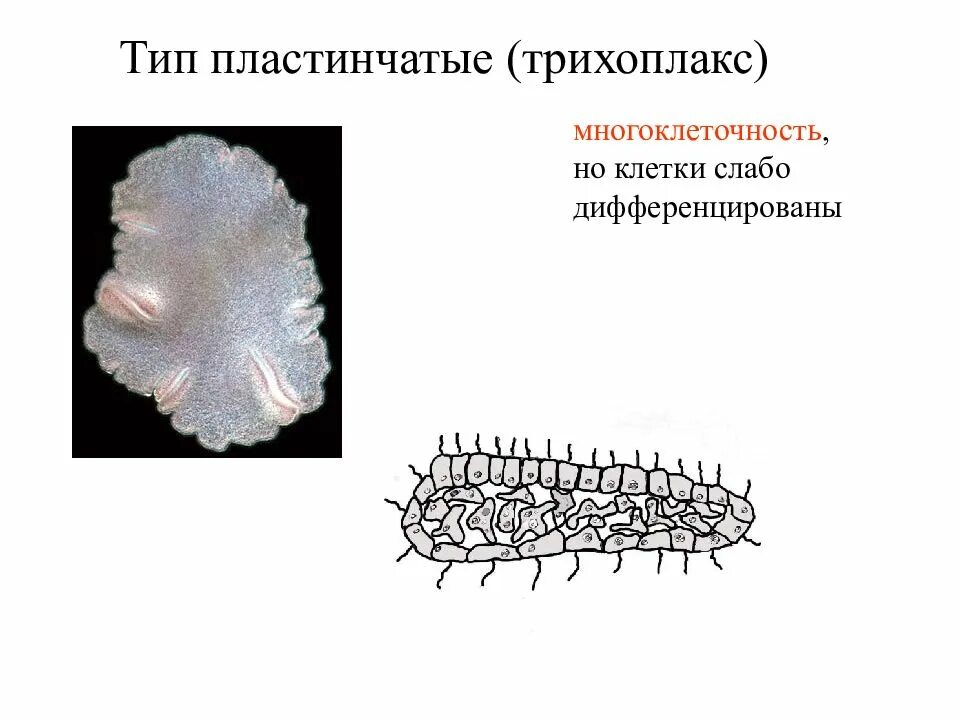 Пластинчатые клетки. Пластинчатые трихоплакс. Трихоплакс,пластинчатые пластинчатые трихоплакс. Тип пластинчатые представители. Тип пластинчатые животные.