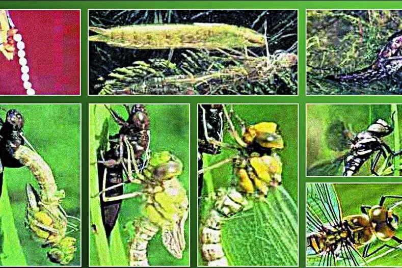 Цикл развития стрекозы. Яйцо личинка взрослое насекомое насекомое. Жизненный цикл поденки. Стрекозы тип развития. Развитие с неполным превращением стрекозы.