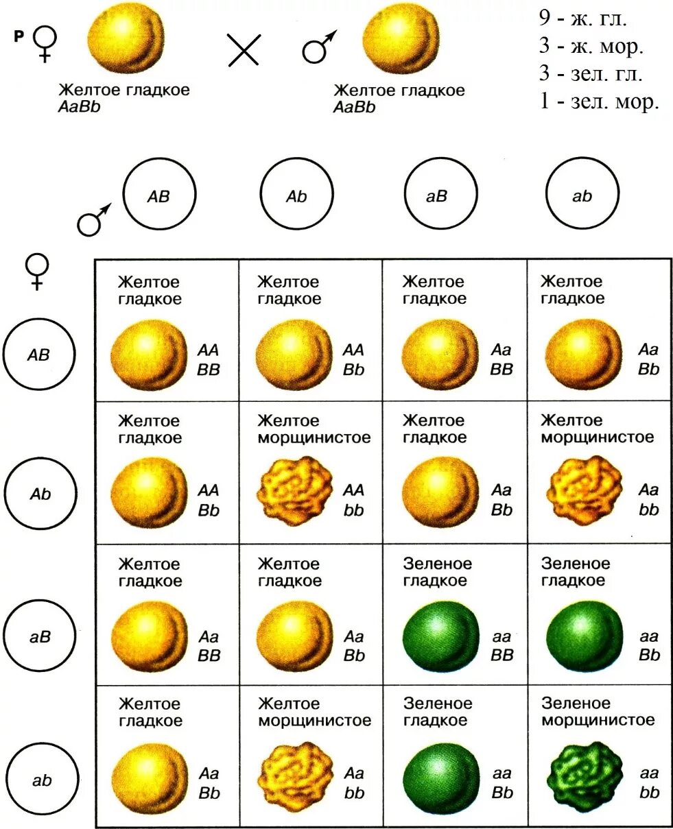 Генотип гороха с желтыми морщинистыми семенами. Решетка Пеннета по 3 закону Менделя. Схема дигибридного скрещивания гороха. Схема дигибридного скрещивания по Менделю. Решетка Пеннета дигибридное скрещивание.