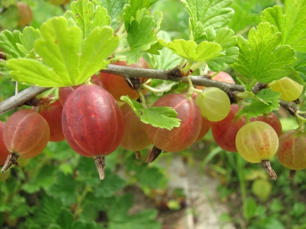 Крыжовник сеянец Лефора. Крыжовник красный куст. Крыжовник малахит (с2). Крыжовник (ribes grossularia `салют`). Крыжовник русский отзывы