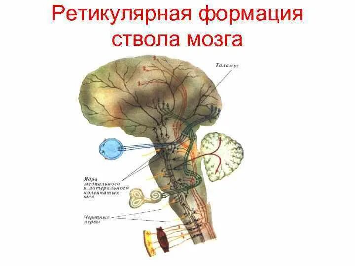 Ретикулярная формация ствола головного мозга. Ядра ретикулярной формации ствола мозга. Ретикулярная формация ствола функции. Ретикулярная формация продолговатого мозга.