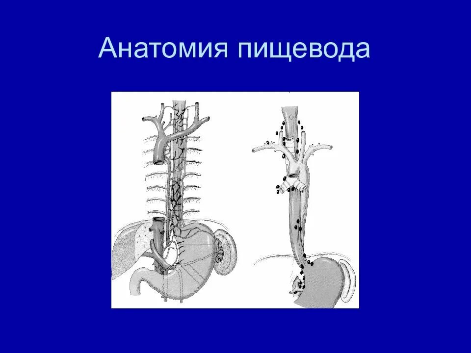 Esophagus Anatomy. Анатомия пищевода 19 век. Презентация пищевода