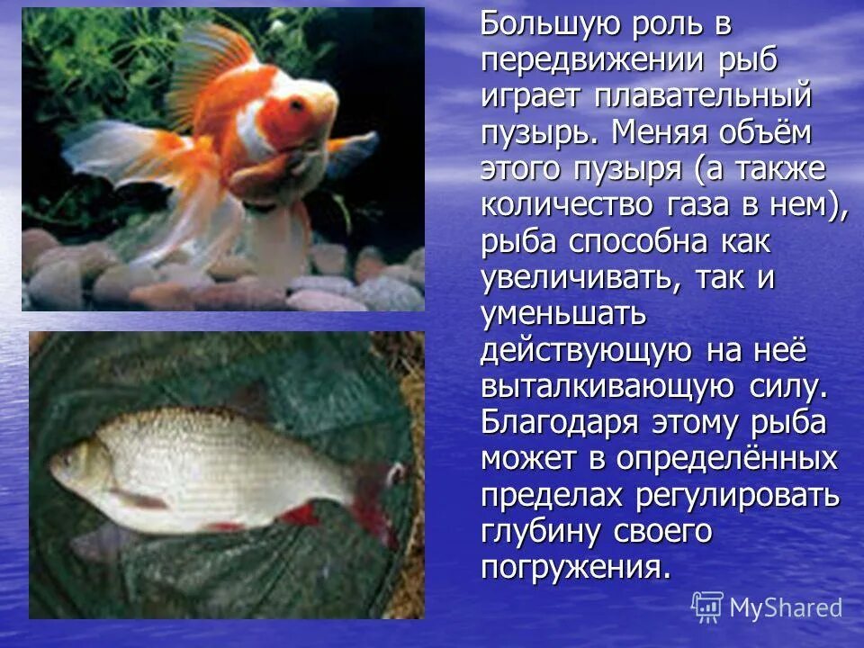 Имеют большую роль. Роль плавательного пузыря у рыб. Плавательный пузырь роль. Функции плавательного пузыря у рыб. Плавательный пузырь у рыб физика.