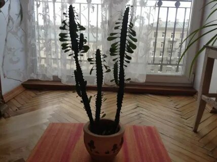 Отдай растение