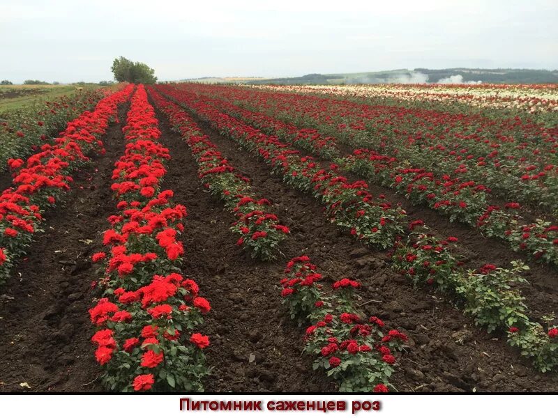 Розы саженцы беларусь. Томаровский питомник саженцев. Рыздвяный Манаков питомник саженцы. Саженцы роз. Питомник роз.