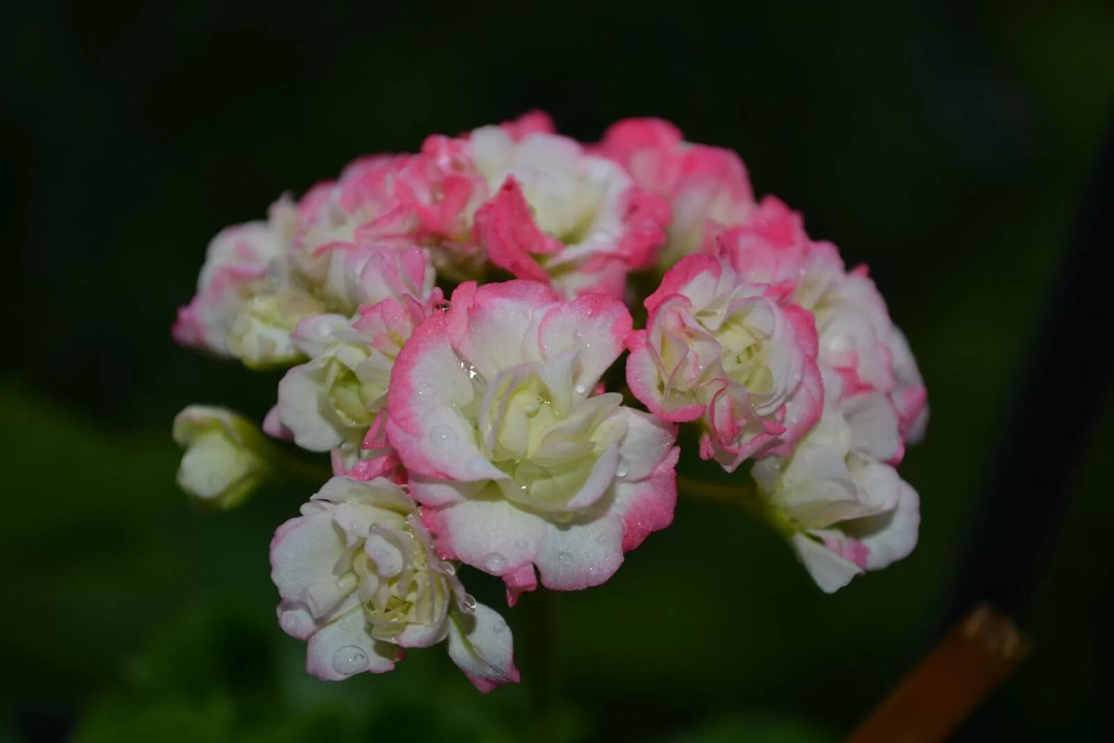 Купить семена розебудной. Пеларгония Appleblossom Rosebud. Пеларгония Эппл блоссом. Пеларгония Эппл блоссом розебуд. Пеларгония Happy Appleblossom.