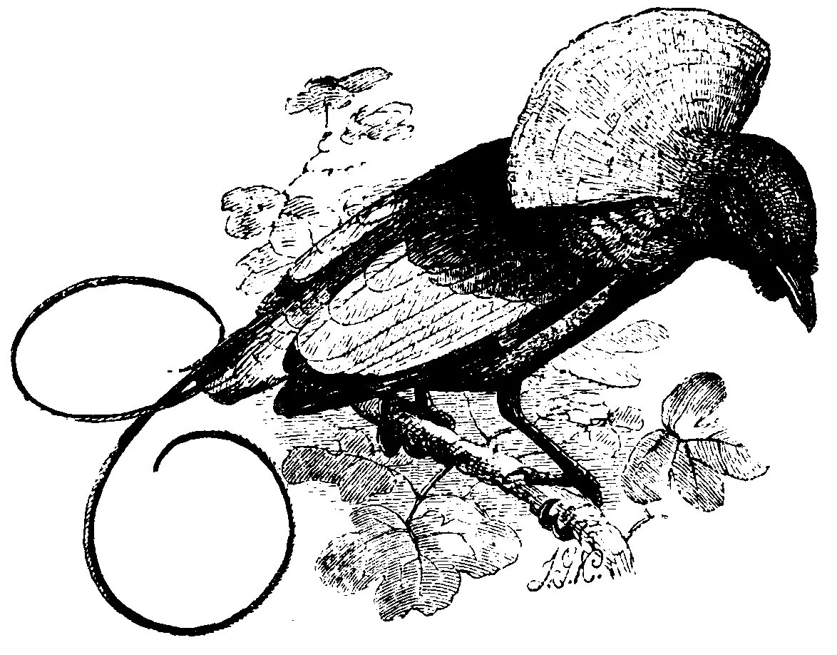 Cnemophilus macgregorii. Реггианова райская птица. Веероносный голубь (goura victoria). Птицы папуа новая гвинея. Птица из новой гвинеи сканворд.