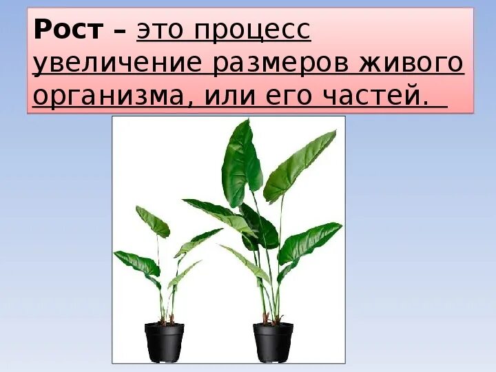 Отличия живых организмов от неживых объектов. Признаки живого от неживого организма. Живое отличается от неживого биология. Чем живое отличается от неживого 6 класс биология. Признаки отличия живого от неживого.