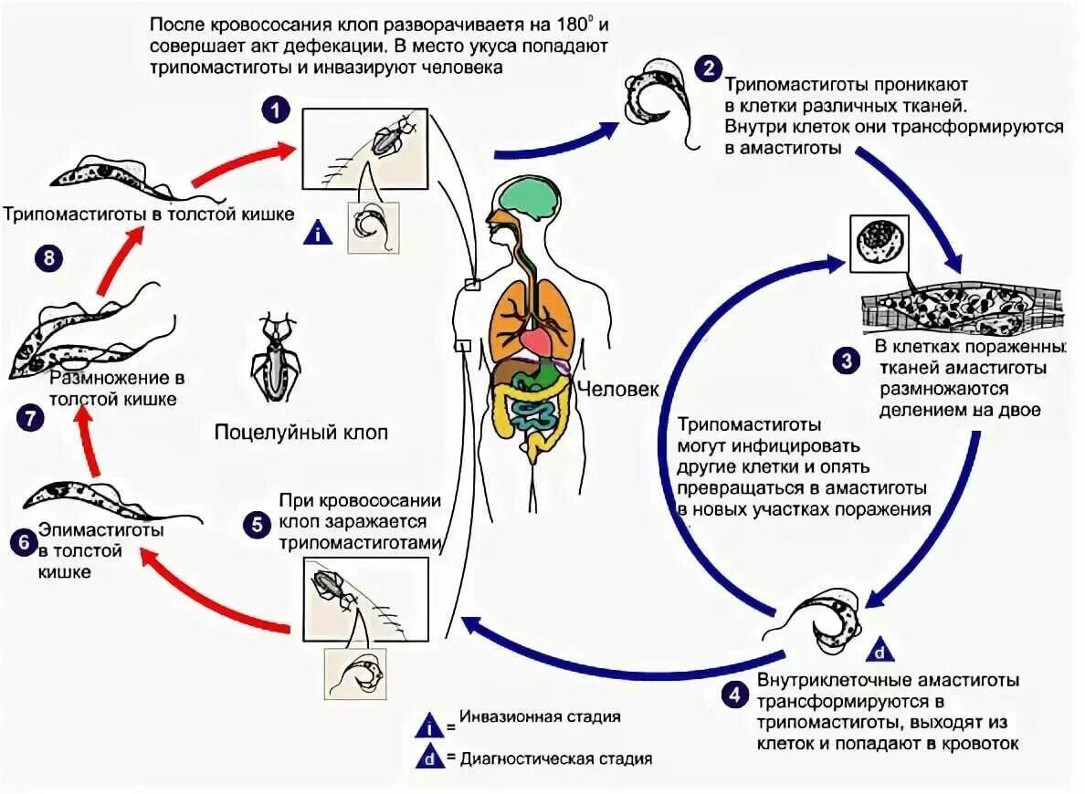 Жизненный цикл человека. Trypanosoma brucei жизненный цикл. Жизненный цикл трипаносомы cruzi. Цикл развития африканского трипаносомоза. Жизненный цикл американской трипаносомы.