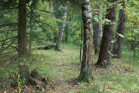 Реальные леса