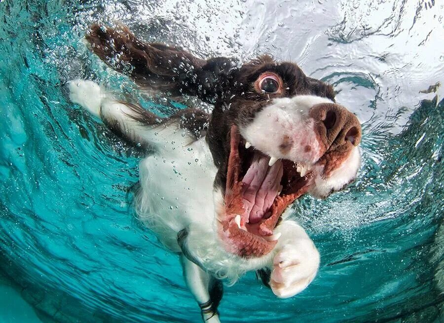 Учи рыбу плавать а собаку лаять. Сет Кастил. Фотограф сет Кастил. Собака под водой. Собака плавает.