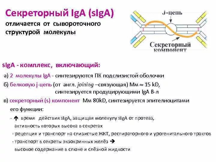 Иммуноглобулин системы. Секреторный иммуноглобулин а функции. Секреторный компонент иммуноглобулина а. Секреторный iga и сывороточного iga. Структура иммуноглобулина iga.