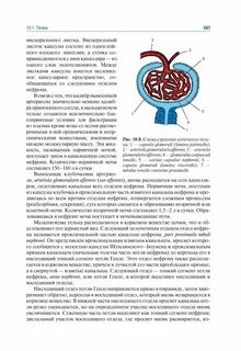 Гайворонский мочеполовая система