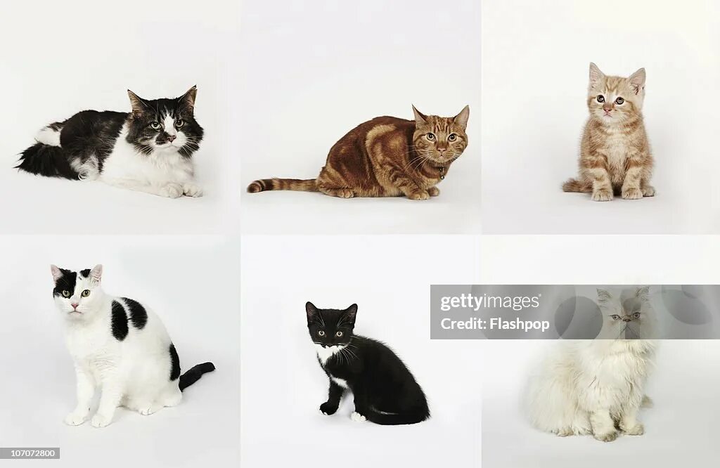 Породы кошек с фотографиями и названиями. Все породы кошек с фотографиями. Породы кошек с названиями. Нормальные породы кошек. Название породистых кошек.