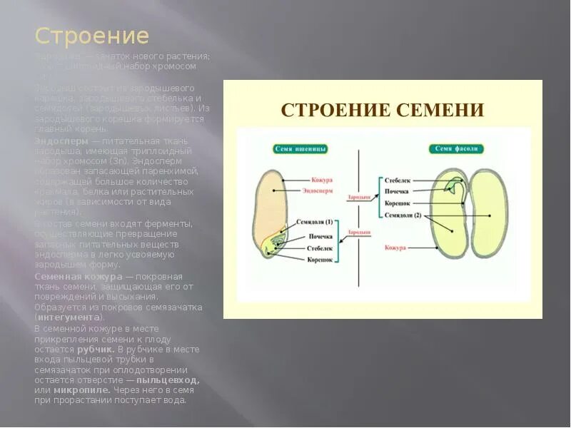 Сколько хромосом содержит клетка эндосперма. Строение зародыша. Семя презентация. Эндосперм набор хромосом. Структура зародыша.