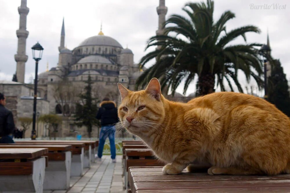 Turkey cats. Стамбульские кошки. Кошки в Турции. Турецкие кошки уличные. Кот в Стамбуле.