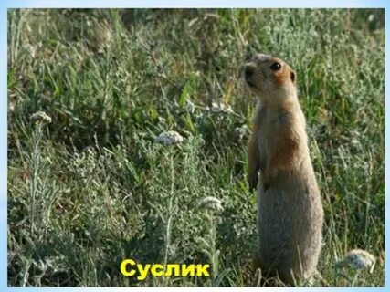 Суслик сайгак