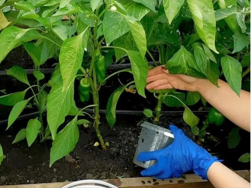 Удобрение для перцев. Удобрение для перца болгарского. Подкормка перцев. Перец сладкий белозерка. Завязи лимона элементы.