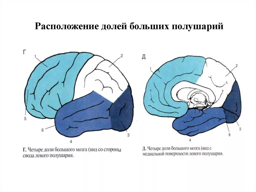 В каждом полушарии долей. Доли больших полушарий головного мозга схема. Рисунок доли полушария большого мозга. Схема расположения долей коры больших полушарий. Долдоли больших полушариий.