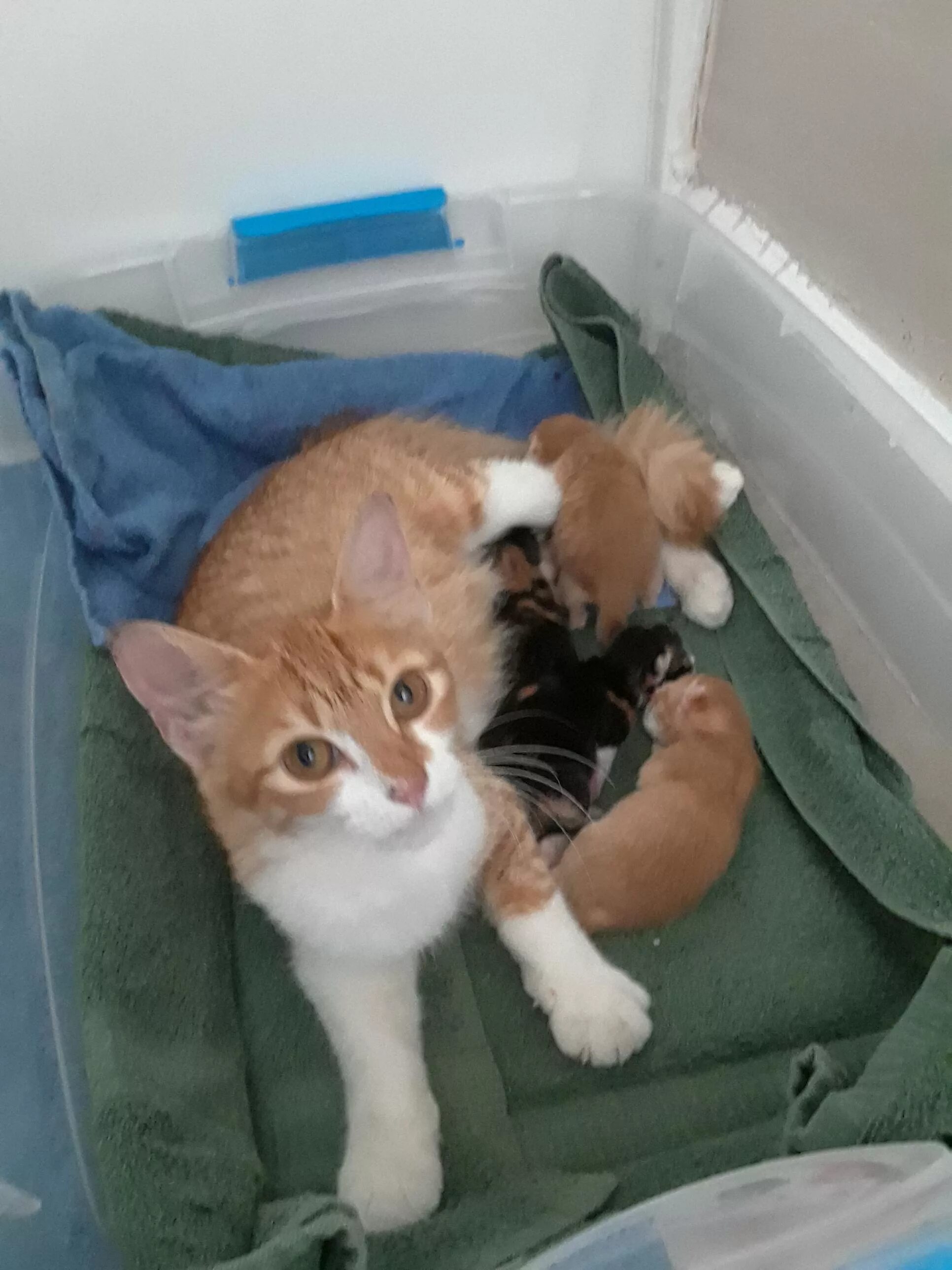 He has 5 cats