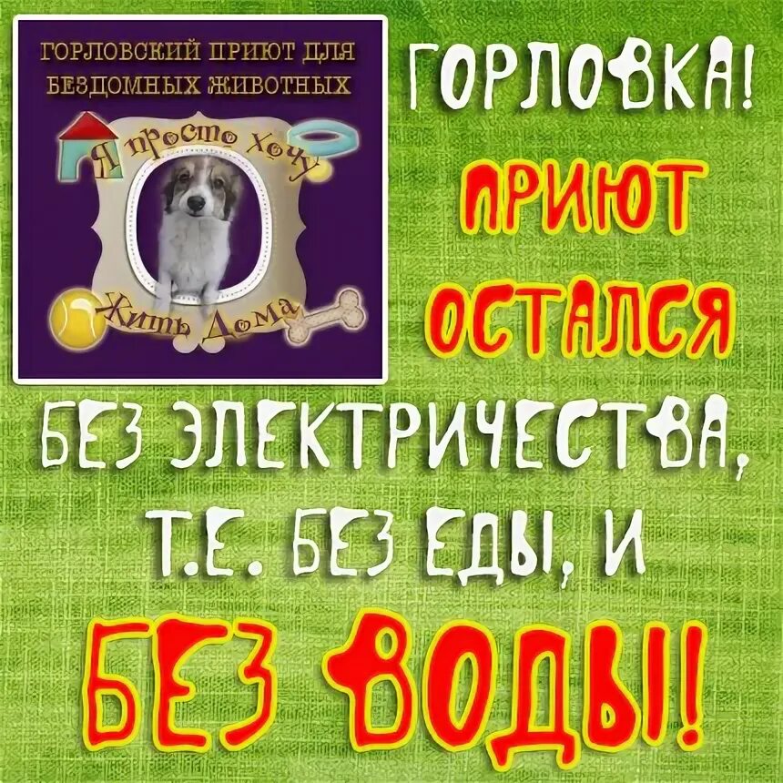 Приют горловка. Приют горловка. Бездомные собаки нижневартовск. Служба по отлову собак. Горловка приют для животных.