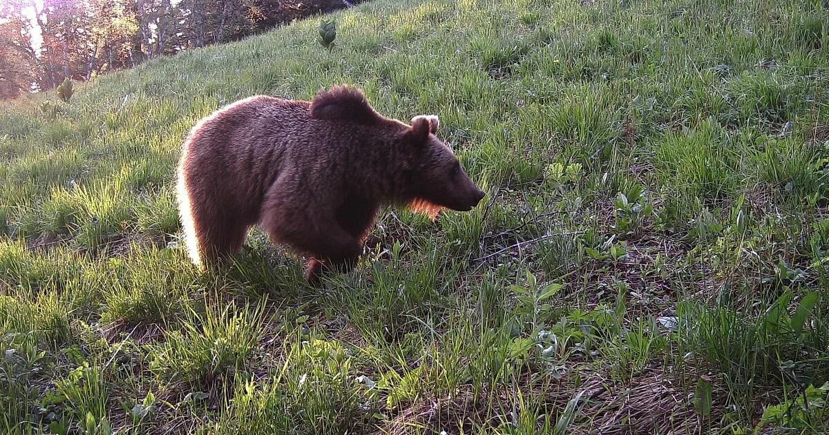 Бурый медведь приспособления. Медведь Алтайского заповедника. Бурый медведь Алтайского края. Бурый медведь Алтайского заповедника. Медведь в Алтайском крае.