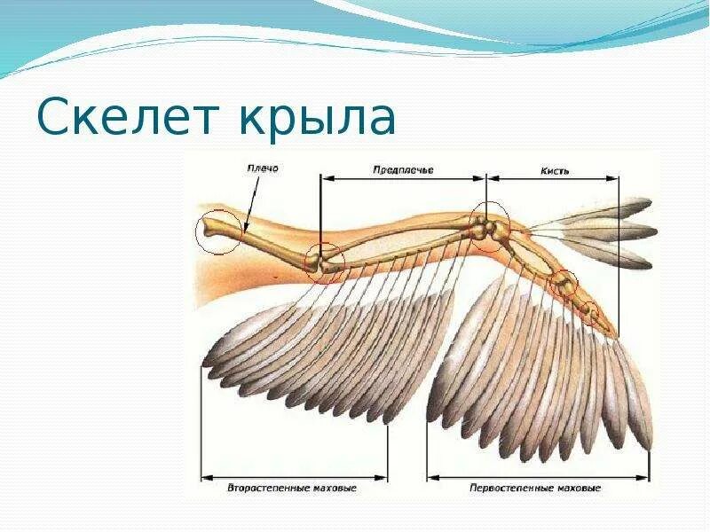 Строение скелета передней конечности птицы. Отделы скелета сизого голубя. Предплечье у птиц. Строение птиц скелет конечностей. Строение скелета передней конечности птицы.