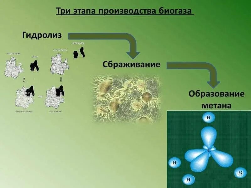 Бактерии выделяют метан. Микроорганизмы в производстве биогаза. Ферментация биомассы. Термофильное метановое брожение это. Биогаз процесс брожения.