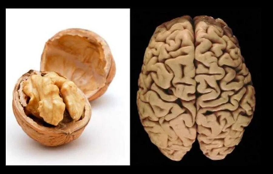 Грецкий орех и мозг. Орех похожий на мозг. Мозг человека похож на грецкий орех. Грецкий орех и мозг человека.